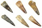 Clearance: 2 1/2" Fossil Spinosaurus Teeth - Heavily Restored - Photo 5